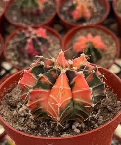 Variegated Gymnocalycium Cactus Live Plant – 4 Inch Pot – Rooted Indoor Succulent - Image 3