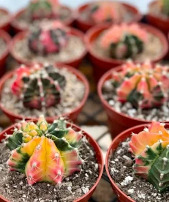 Variegated Gymnocalycium Cactus Live Plant – 4 Inch Pot – Rooted Indoor Succulent - Image 4