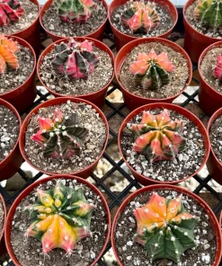 Variegated Gymnocalycium Cactus Live Plant – 4 Inch Pot – Rooted Indoor Succulent - Image 5