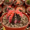 Variegated Gymnocalycium Cactus Live Plant – 4 Inch Pot – Rooted Indoor Succulent - Image 1