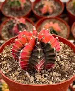 Variegated Gymnocalycium Cactus Live Plant – 4 Inch Pot – Rooted Indoor Succulent - Image 1