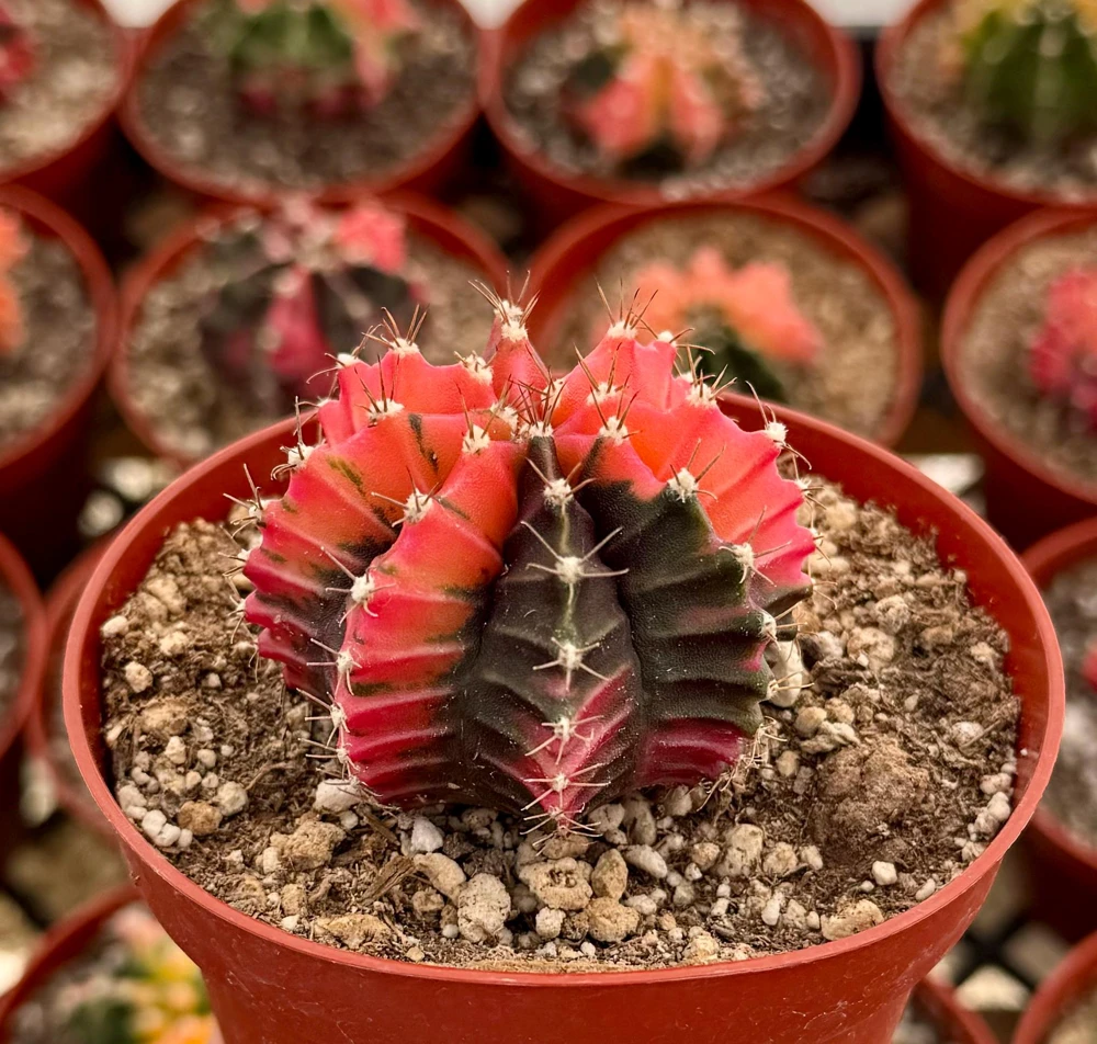 Variegated Gymnocalycium Cactus Live Plant – 4 Inch Pot – Rooted Indoor Succulent - Image 1