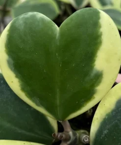 Variegated Hoya Kerrii Live Plant – Rare Heart Succulent – 4 Inch Pot – Indoor - Image 2