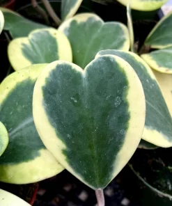 Variegated Hoya Kerrii Live Plant – Rare Heart Succulent – 4 Inch Pot – Indoor - Image 3