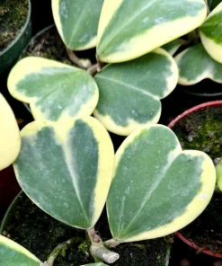 Variegated Hoya Kerrii Live Plant – Rare Heart Succulent – 4 Inch Pot – Indoor - Image 4
