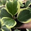 Variegated Hoya Kerrii Live Plant – Rare Heart Succulent – 4 Inch Pot – Indoor - Image 1