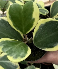Variegated Hoya Kerrii Live Plant – Rare Heart Succulent – 4 Inch Pot – Indoor - Image 1
