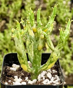 Variegated Pencil Cactus Live Plant – Euphorbia tirucalli 'Variegata' Succulent – 4 Inch Pot - Image 2