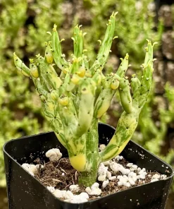 Variegated Pencil Cactus Live Plant – Euphorbia tirucalli 'Variegata' Succulent – 4 Inch Pot - Image 3