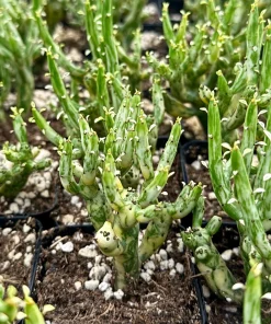 Variegated Pencil Cactus Live Plant – Euphorbia tirucalli 'Variegata' Succulent – 4 Inch Pot - Image 4
