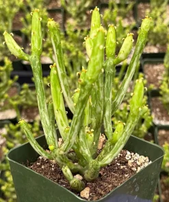 Variegated Pencil Cactus Live Plant – Euphorbia tirucalli 'Variegata' Succulent – 4 Inch Pot - Image 5