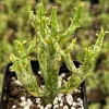 Variegated Pencil Cactus Live Plant – Euphorbia tirucalli 'Variegata' Succulent – 4 Inch Pot - Image 1