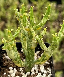 Variegated Pencil Cactus Live Plant – Euphorbia tirucalli 'Variegata' Succulent – 4 Inch Pot - Image 1