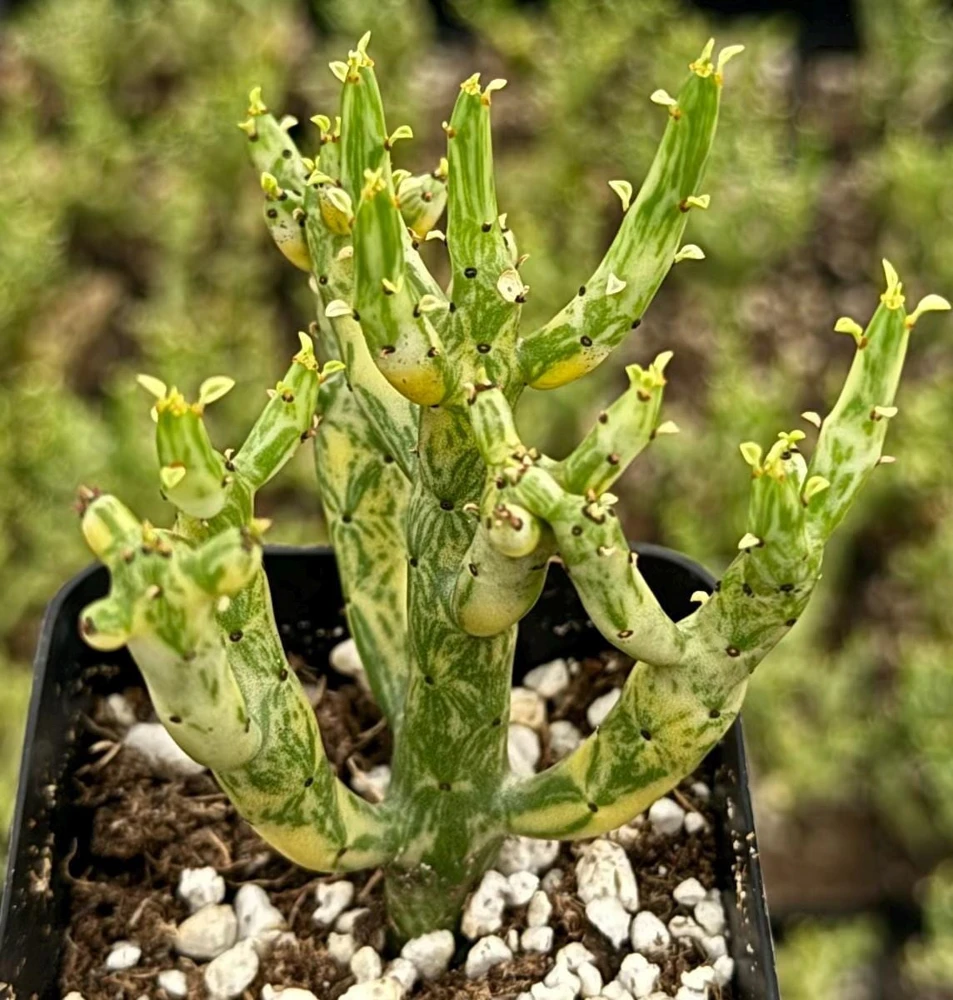 Variegated Pencil Cactus Live Plant – Euphorbia tirucalli 'Variegata' Succulent – 4 Inch Pot - Image 1