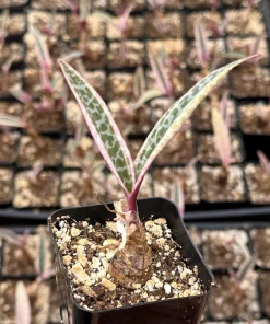 Variegated Silver Squill Live Plant – Pink Ledebouria Socialis – 2.5 Inch Pot - Image 2