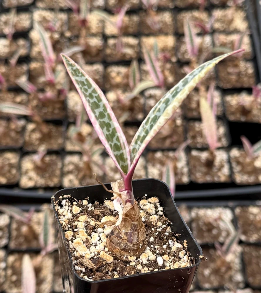 Variegated Silver Squill Live Plant – Pink Ledebouria Socialis – 2.5 Inch Pot - Image 2