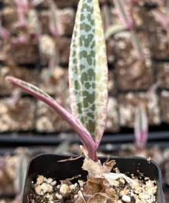 Variegated Silver Squill Live Plant – Pink Ledebouria Socialis – 2.5 Inch Pot - Image 3