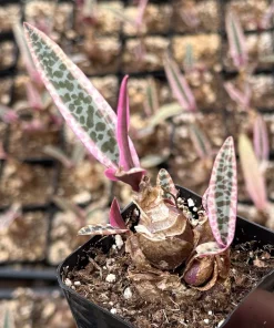 Variegated Silver Squill Live Plant – Pink Ledebouria Socialis – 2.5 Inch Pot - Image 4