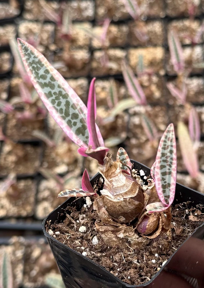Variegated Silver Squill Live Plant – Pink Ledebouria Socialis – 2.5 Inch Pot - Image 4