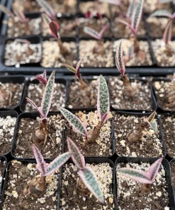 Variegated Silver Squill Live Plant – Pink Ledebouria Socialis – 2.5 Inch Pot - Image 5