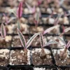 Variegated Silver Squill Live Plant – Pink Ledebouria Socialis – 2.5 Inch Pot - Image 1