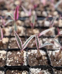 Variegated Silver Squill Live Plant – Pink Ledebouria Socialis – 2.5 Inch Pot - Image 1