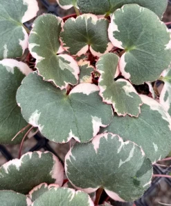 Variegated Strawberry Begonia Live Plant - Saxifraga Stolonifera Tricolor, 4 Inch Pot, Indoor/Outdoor - Image 2