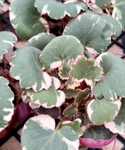 Variegated Strawberry Begonia Live Plant - Saxifraga Stolonifera Tricolor, 4 Inch Pot, Indoor/Outdoor - Image 3