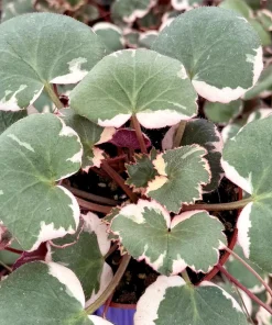 Variegated Strawberry Begonia Live Plant - Saxifraga Stolonifera Tricolor, 4 Inch Pot, Indoor/Outdoor - Image 4