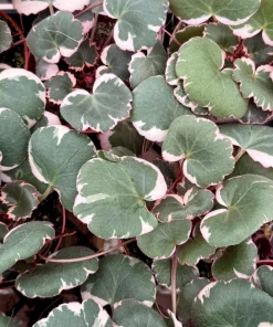 Variegated Strawberry Begonia Live Plant - Saxifraga Stolonifera Tricolor, 4 Inch Pot, Indoor/Outdoor - Image 5