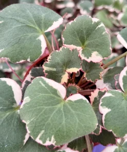 Variegated Strawberry Begonia Live Plant - Saxifraga Stolonifera Tricolor, 4 Inch Pot, Indoor/Outdoor - Image 1