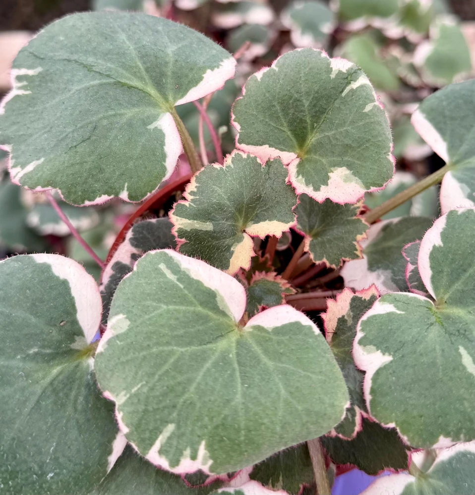 Variegated Strawberry Begonia Live Plant - Saxifraga Stolonifera Tricolor, 4 Inch Pot, Indoor/Outdoor - Image 1