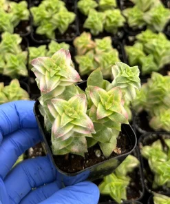 Variegated String of Buttons Live Succulent Plant – Crassula perforata – 2 Inch Pot – Indoor - Image 2