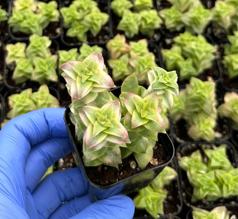 Variegated String of Buttons Live Succulent Plant – Crassula perforata – 2 Inch Pot – Indoor - Image 2