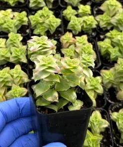 Variegated String of Buttons Live Succulent Plant – Crassula perforata – 2 Inch Pot – Indoor - Image 3