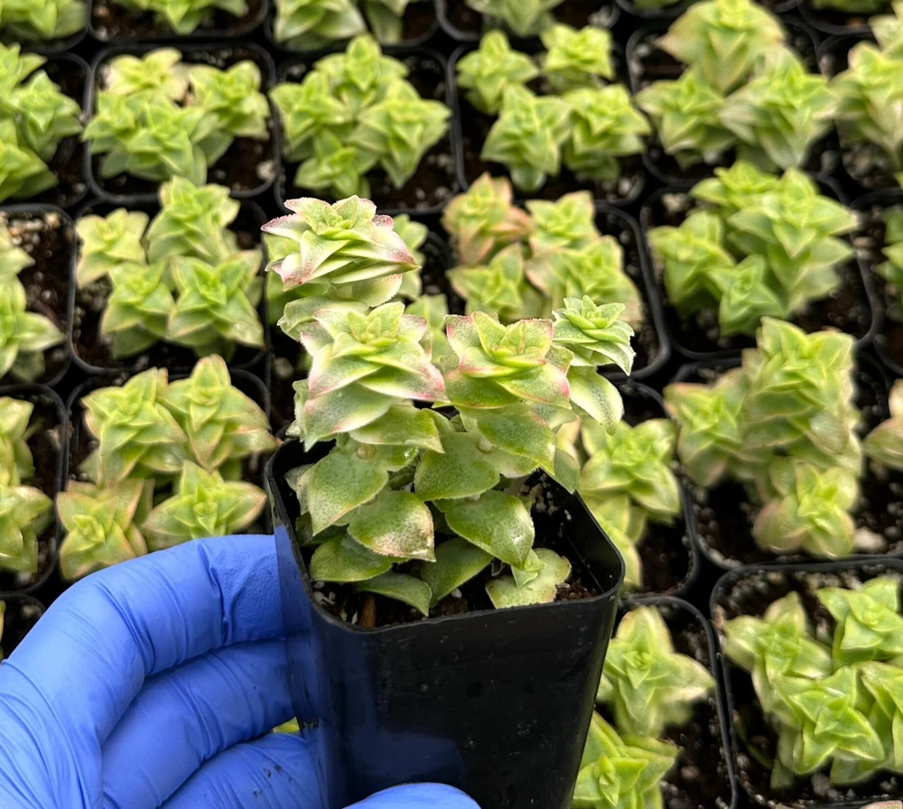Variegated String of Buttons Live Succulent Plant – Crassula perforata – 2 Inch Pot – Indoor - Image 3
