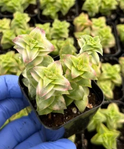 Variegated String of Buttons Live Succulent Plant – Crassula perforata – 2 Inch Pot – Indoor - Image 1