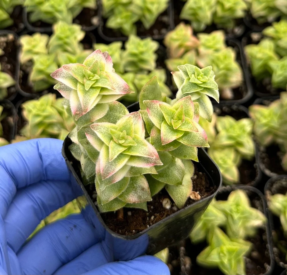 Variegated String of Buttons Live Succulent Plant – Crassula perforata – 2 Inch Pot – Indoor - Image 1