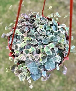 Variegated String of Hearts Live Plant - Ceropegia Woodii Variegata - 2, 4, 6 Inch Pot - Indoor Trailing Succulent - Image 2