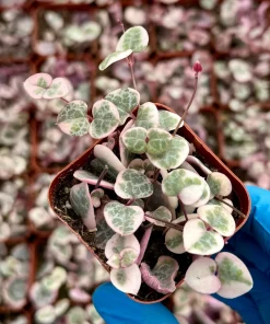 Variegated String of Hearts Live Plant - Ceropegia Woodii Variegata - 2, 4, 6 Inch Pot - Indoor Trailing Succulent - Image 3