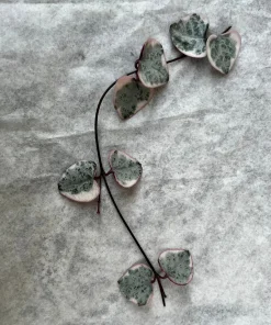 Variegated String of Hearts Live Plant - Ceropegia Woodii Variegata - 2, 4, 6 Inch Pot - Indoor Trailing Succulent - Image 4