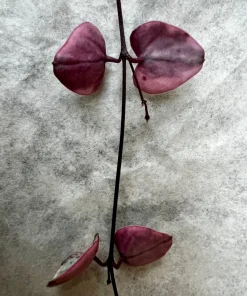 Variegated String of Hearts Live Plant - Ceropegia Woodii Variegata - 2, 4, 6 Inch Pot - Indoor Trailing Succulent - Image 5