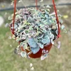 Variegated String of Hearts Live Plant - Ceropegia Woodii Variegata - 2, 4, 6 Inch Pot - Indoor Trailing Succulent - Image 1