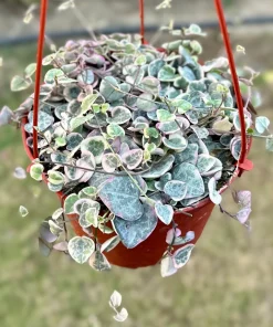 Variegated String of Hearts Live Plant - Ceropegia Woodii Variegata - 2, 4, 6 Inch Pot - Indoor Trailing Succulent - Image 1