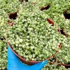 Variegated String of Pearls | Senecio Rowleyanus | Trailing Succulent in 2 Inch, 4 Inch, 6 Inch pot - Image 1