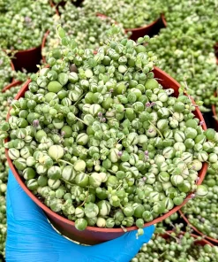 Variegated String of Pearls | Senecio Rowleyanus | Trailing Succulent in 2 Inch, 4 Inch, 6 Inch pot - Image 1