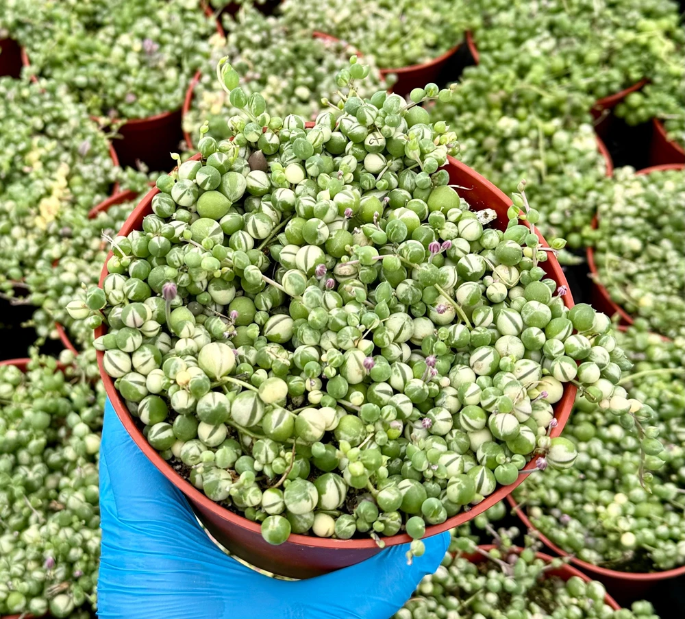 Variegated String of Pearls | Senecio Rowleyanus | Trailing Succulent in 2 Inch, 4 Inch, 6 Inch pot - Image 1