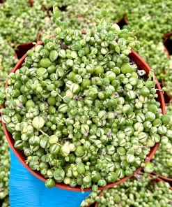 Variegated String of Pearls | Senecio Rowleyanus | Trailing Succulent in 2 Inch, 4 Inch, 6 Inch pot - Image 2