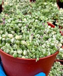 Variegated String of Pearls | Senecio Rowleyanus | Trailing Succulent in 2 Inch, 4 Inch, 6 Inch pot - Image 3