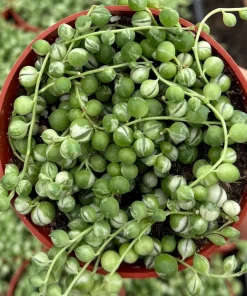 Variegated String of Pearls Live Plant – 4 Inch Potted Trailing Succulent – Indoor - Image 2